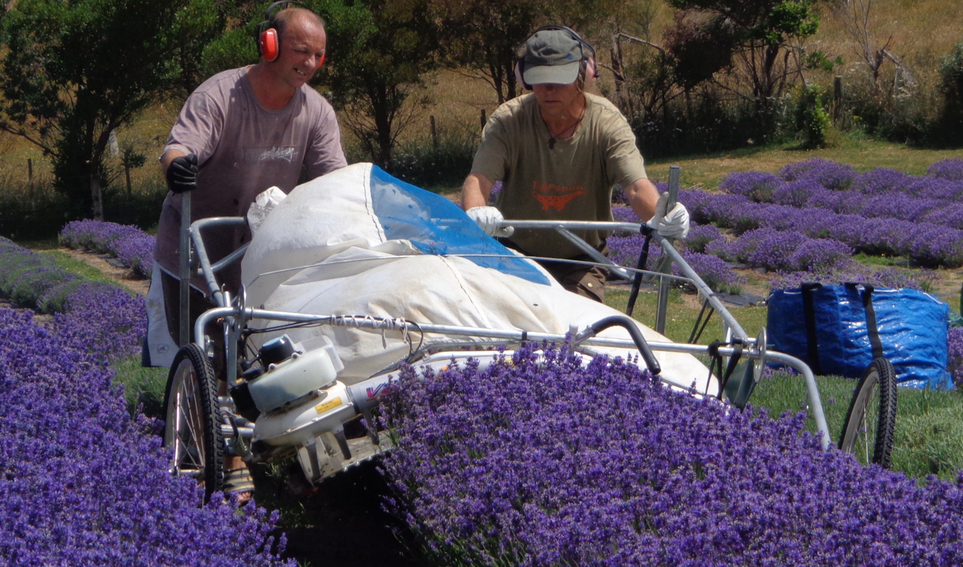 Lavender harvesting
