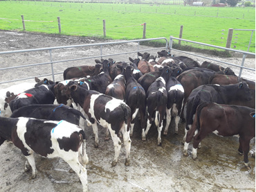 weaned calves in for weighing