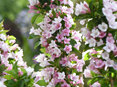 Weigela Towers of Flowers Apple Blossom