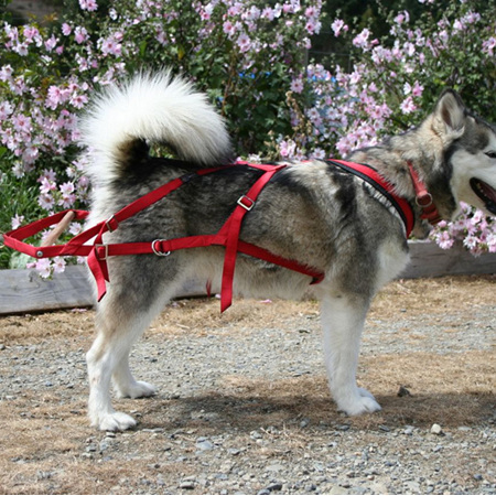Weight-Pull Harness