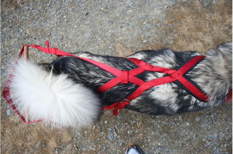 Weight Pull harness - Real Dog Company