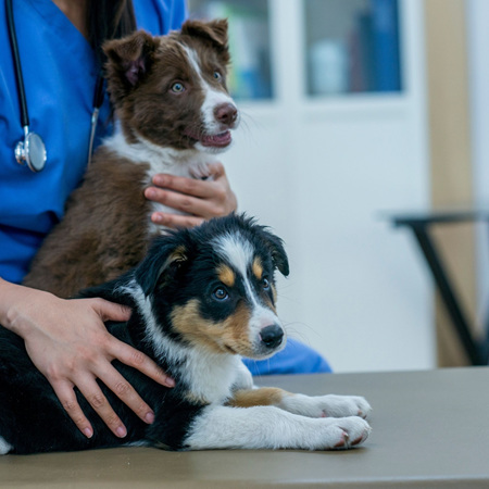 What is a parvo titre test & why should I do it?