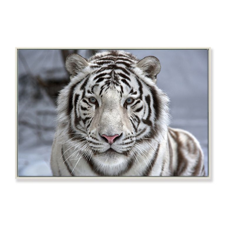 White Tiger Framed Canvas Print 90x60