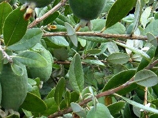 Why I don't recommend feijoa wood