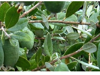 Why I don't recommend feijoa wood