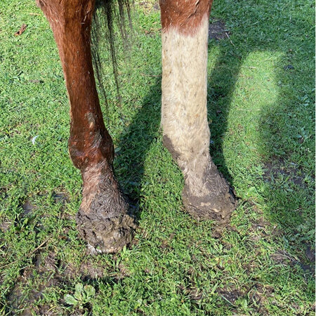 Winter hoof care