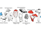 Wolfkamp & Stone Enamel Mug - NZ Fungi camping mushroom