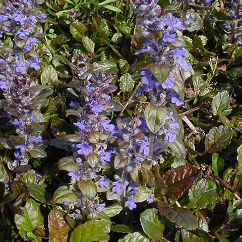 Woodland Plants