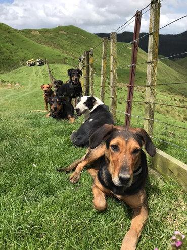 Working farm dogs