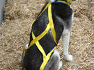 X-Back Sled Dog Harness