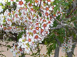 Xanthoceras sorbifolium