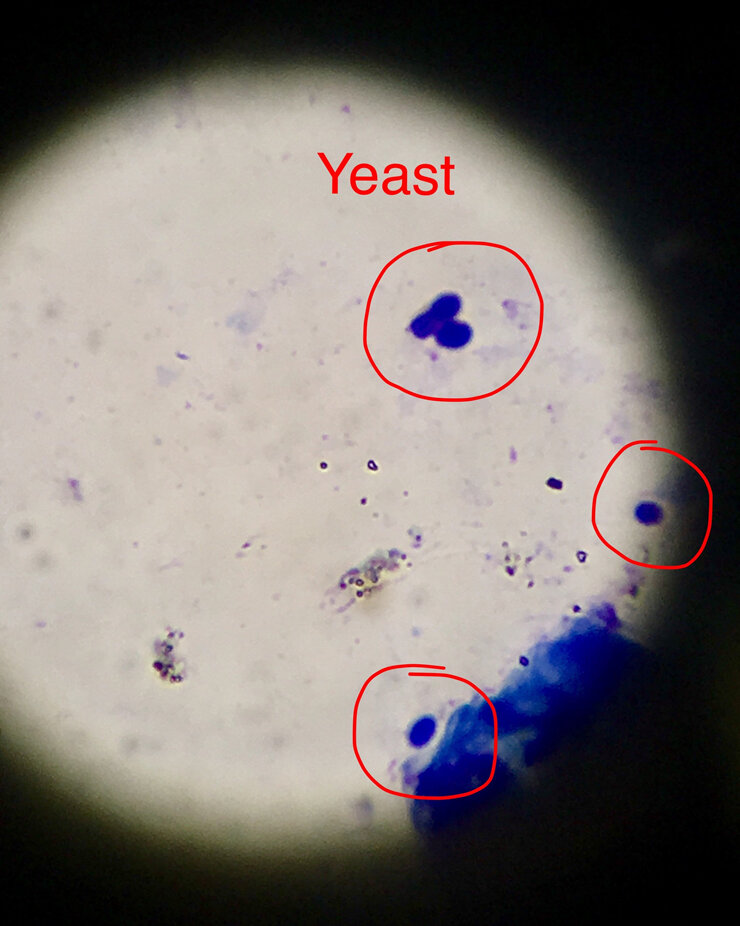 Ear infections under the microscope Franklin Vets