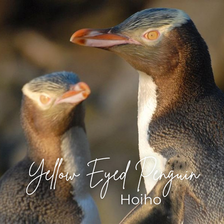 Yellow Eyed Penguin - Hoiho