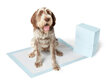 Yours Droolly - Urine Neutralising Training Pads